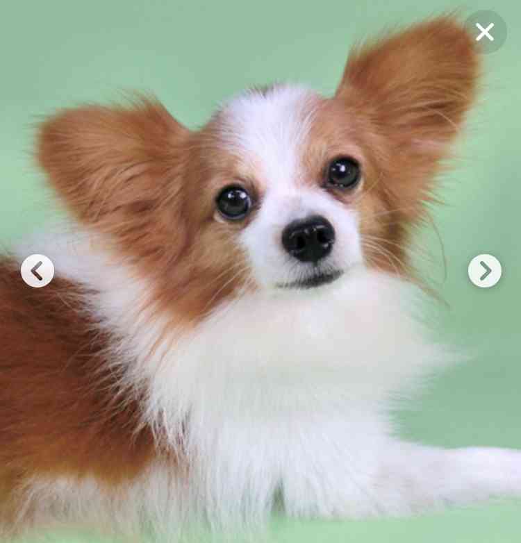 他人の飼い犬を蹴り殺した疑い　ランニング中、男逮捕
