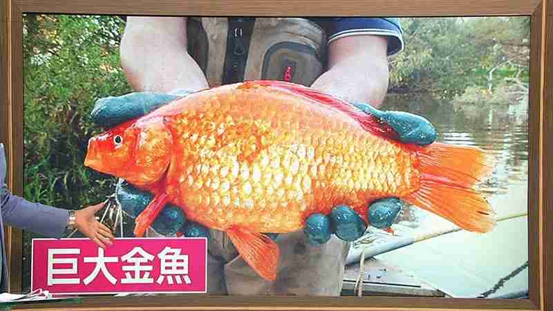 重さ4キロの巨大金魚を発見 米サウスカロライナ州 ガールズちゃんねる Girls Channel