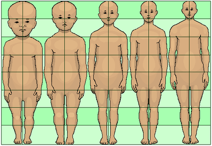 皆さん何頭身ですか？