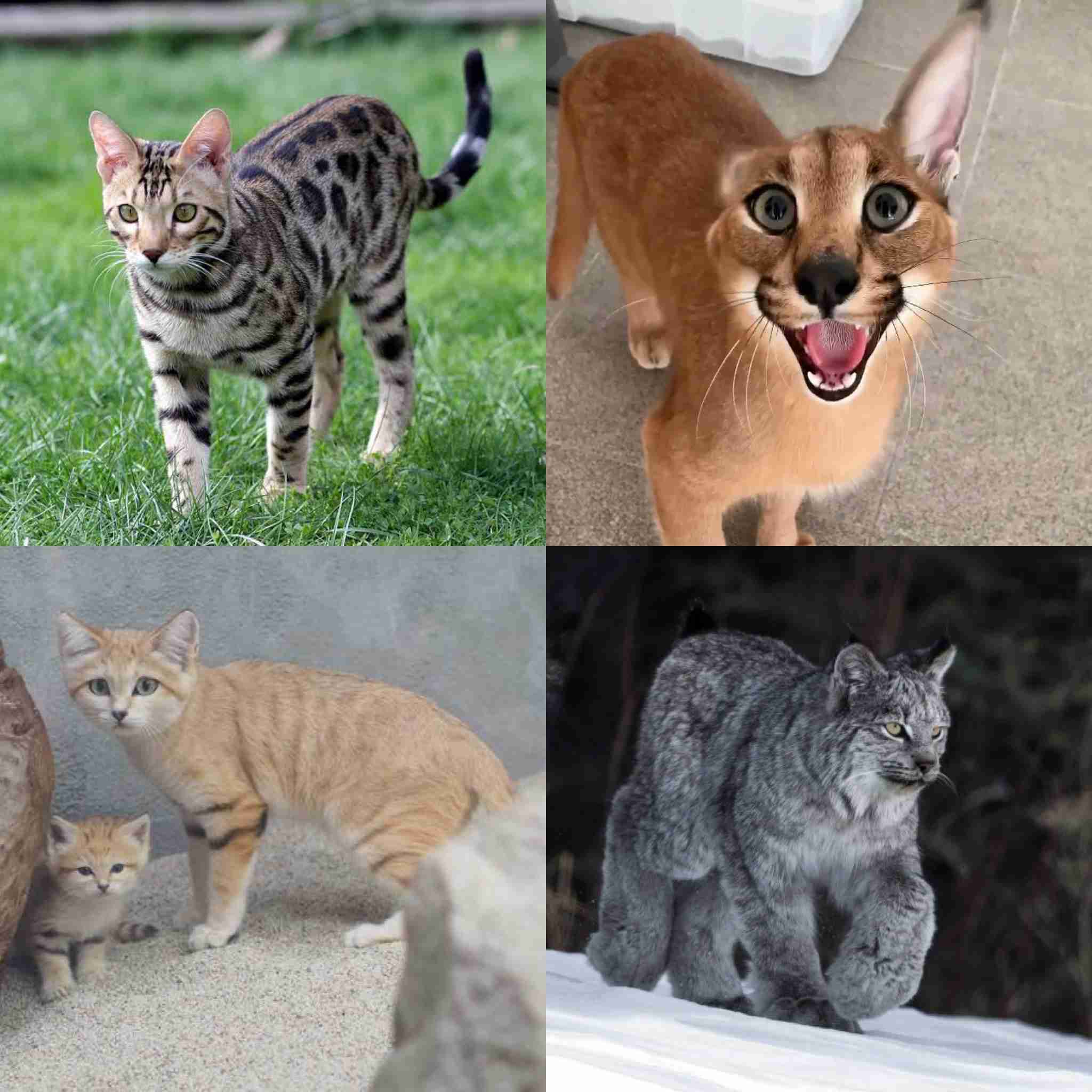 神戸どうぶつ王国でスナネコの親子展示開始！まるで天使の愛らしさにキュン