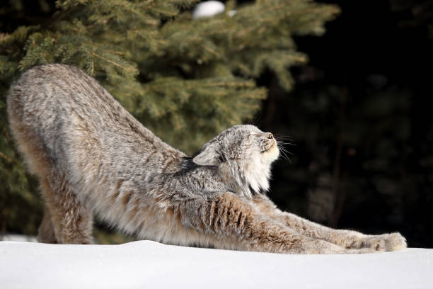 神戸どうぶつ王国でスナネコの親子展示開始！まるで天使の愛らしさにキュン