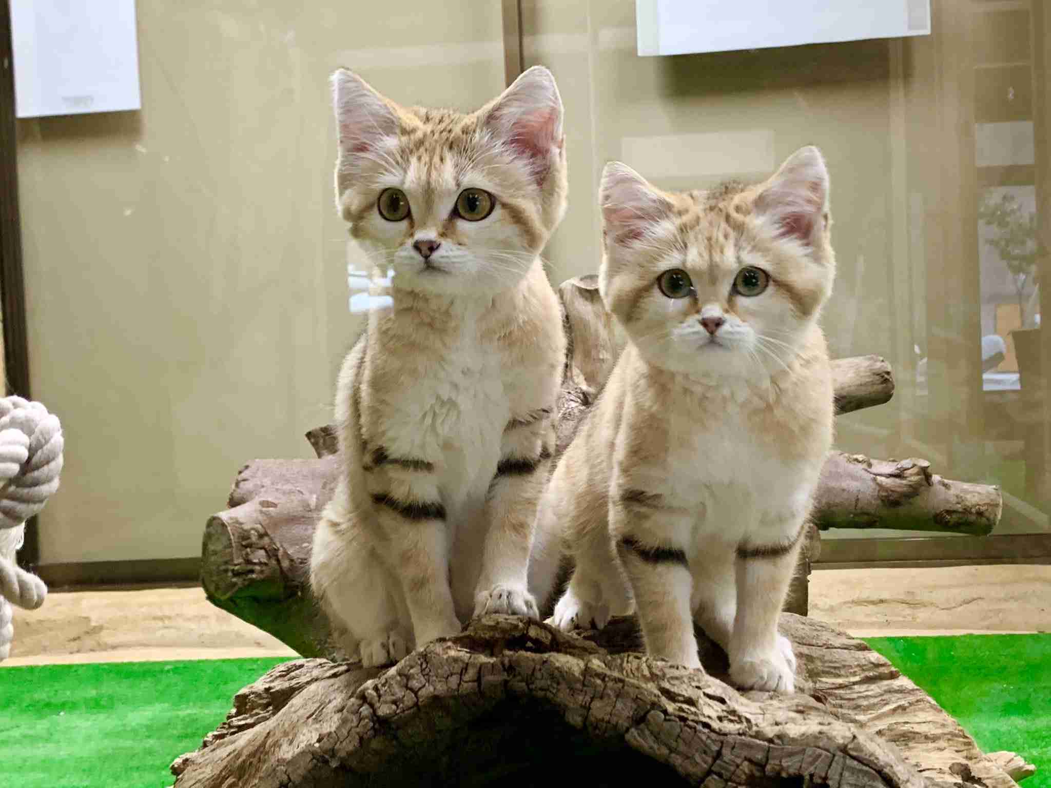 神戸どうぶつ王国でスナネコの親子展示開始！まるで天使の愛らしさにキュン