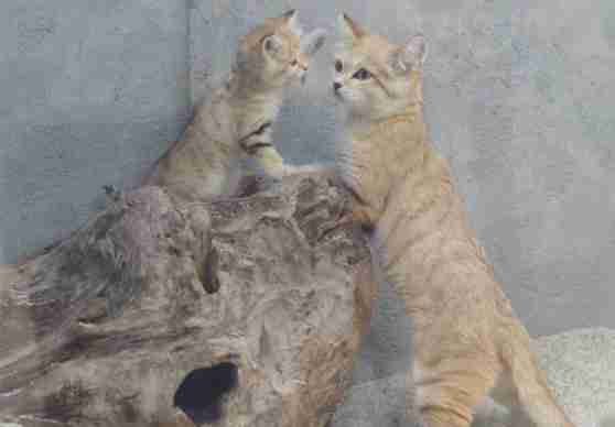 神戸どうぶつ王国でスナネコの親子展示開始！まるで天使の愛らしさにキュン