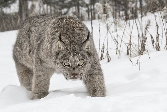 神戸どうぶつ王国でスナネコの親子展示開始！まるで天使の愛らしさにキュン