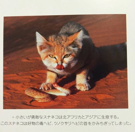 神戸どうぶつ王国でスナネコの親子展示開始！まるで天使の愛らしさにキュン