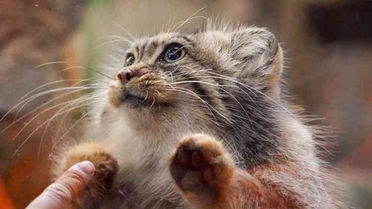 神戸どうぶつ王国でスナネコの親子展示開始！まるで天使の愛らしさにキュン