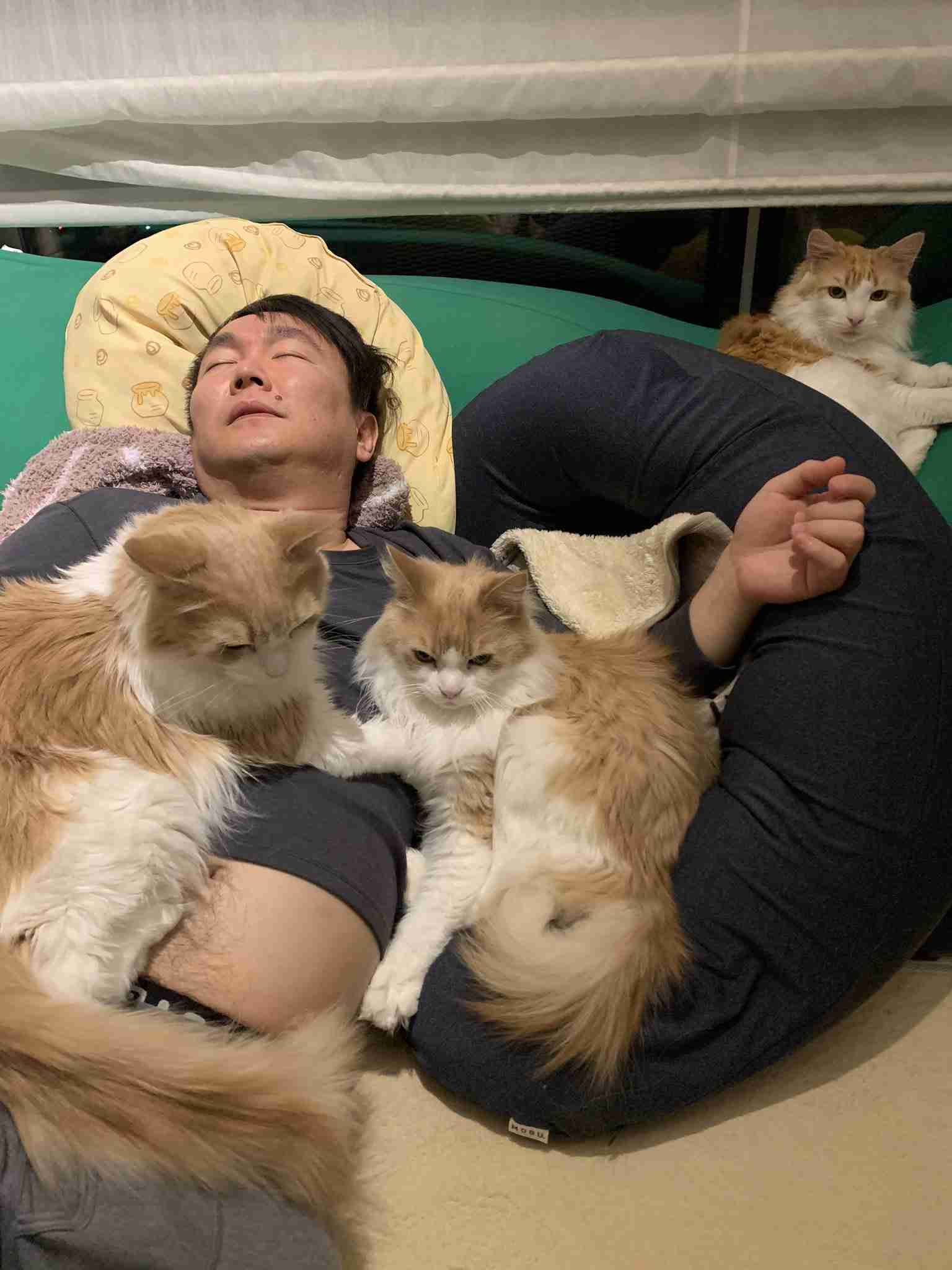 芸能人の飼ってるペットが見てみたい ガールズちゃんねる Girls Channel 芸能人の飼ってるペットが見てみたい ガールズちゃんねる Girls Channel