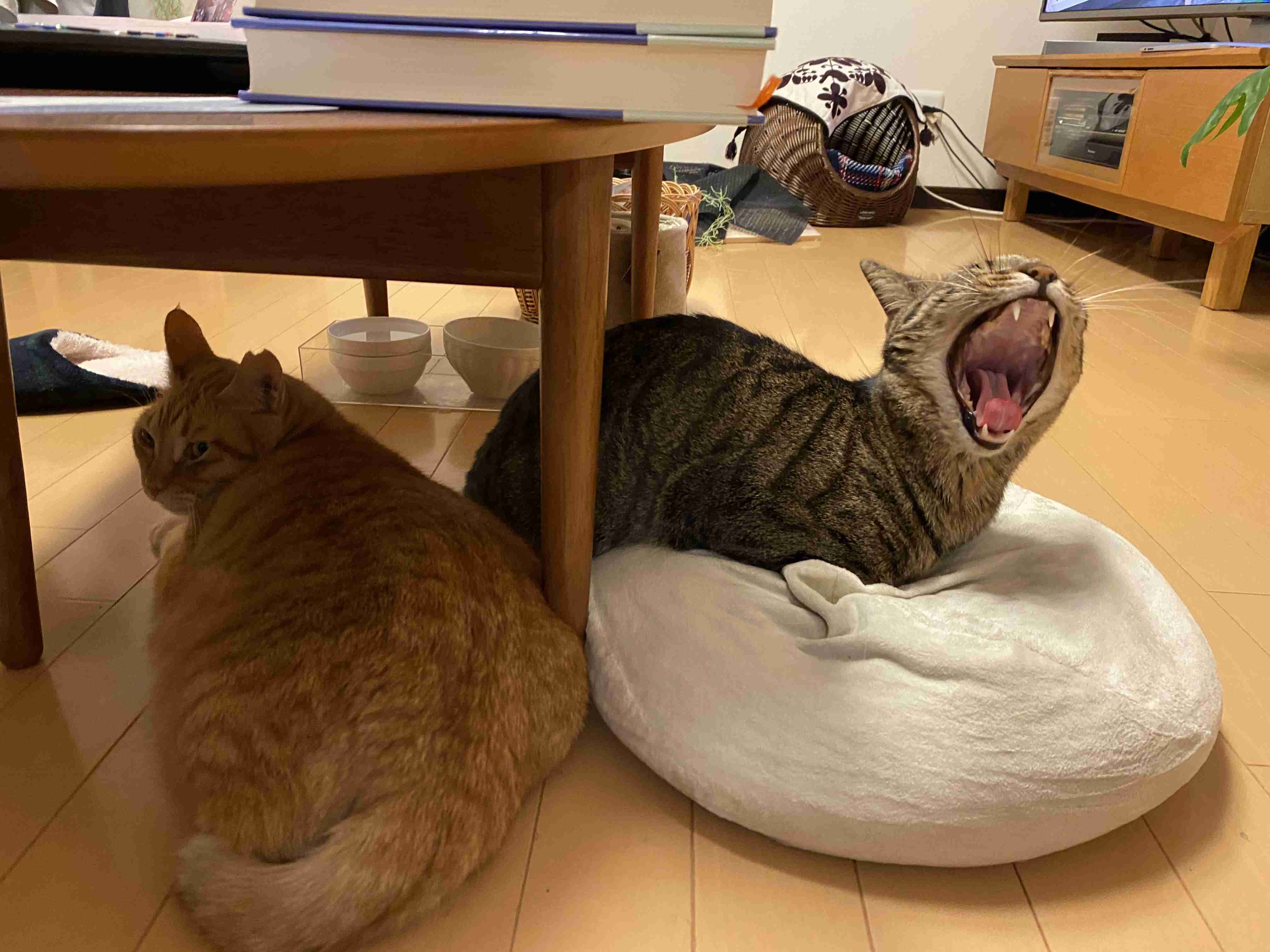 キジトラ好きの人〜！！