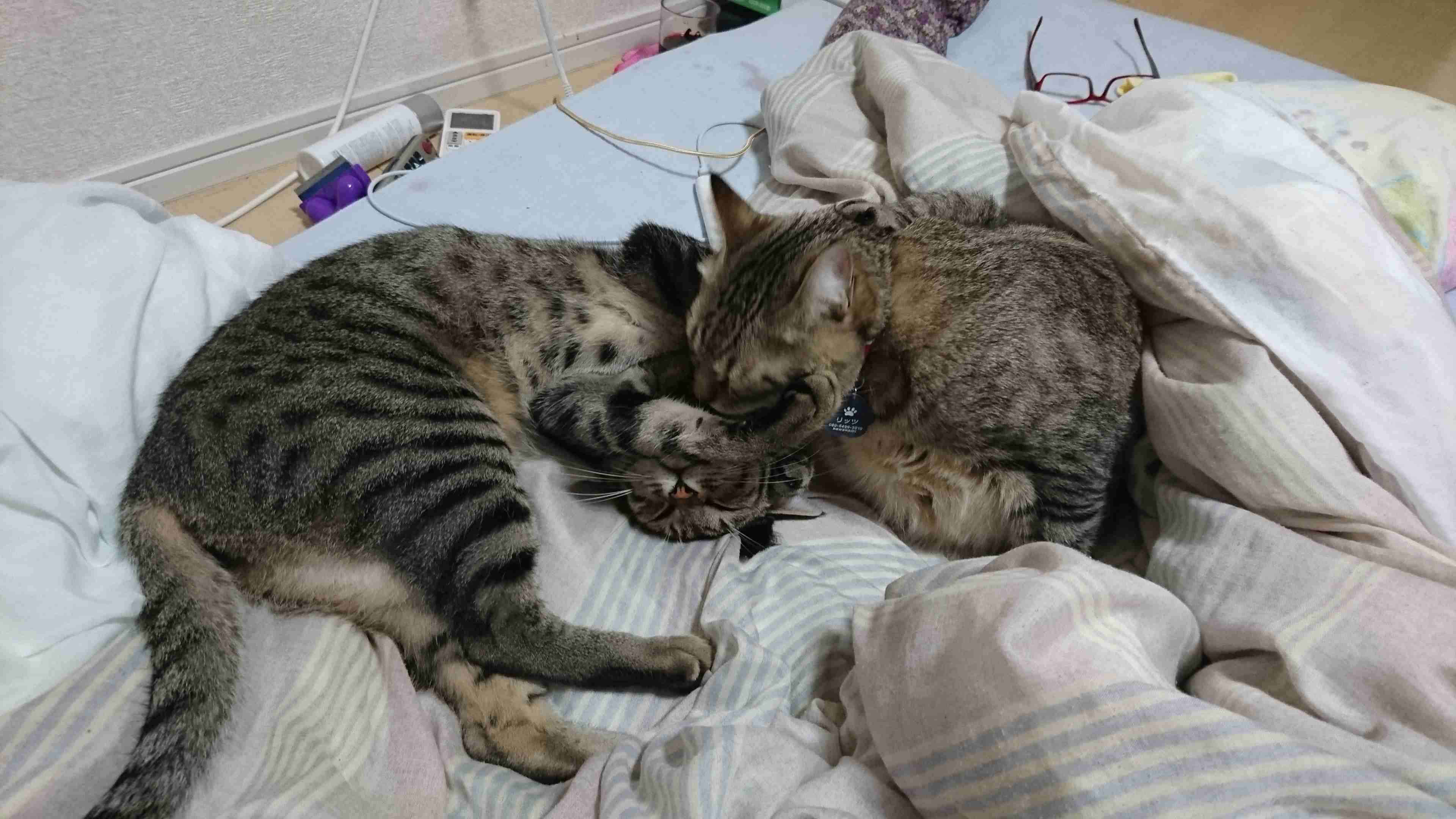キジトラ好きの人〜！！