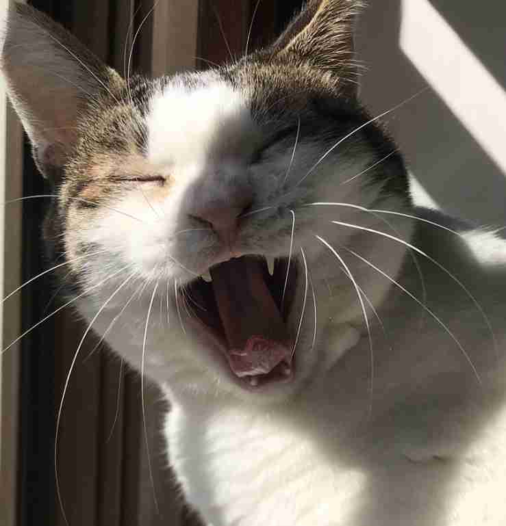キジトラ好きの人〜！！