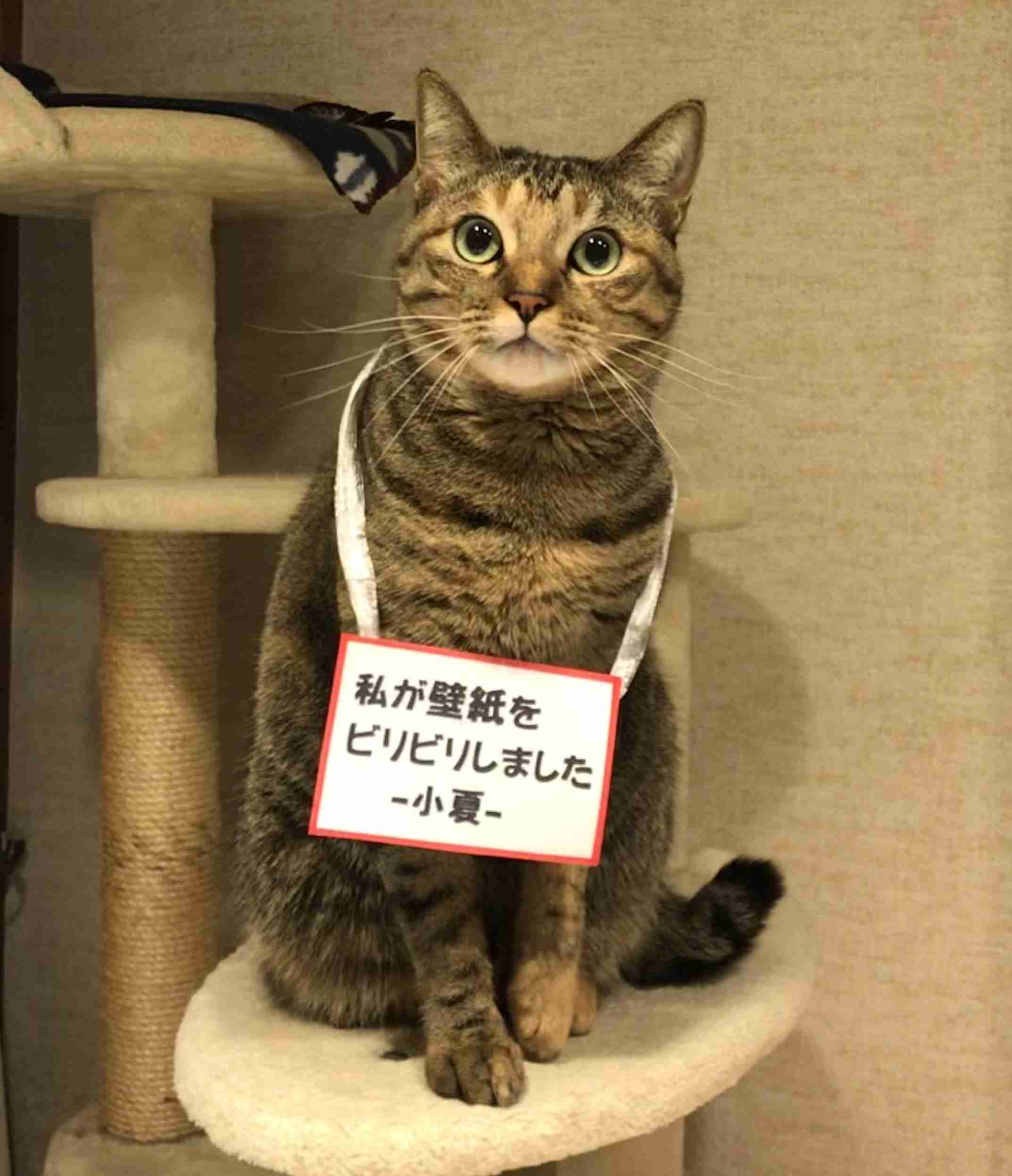 キジトラ好きの人〜！！