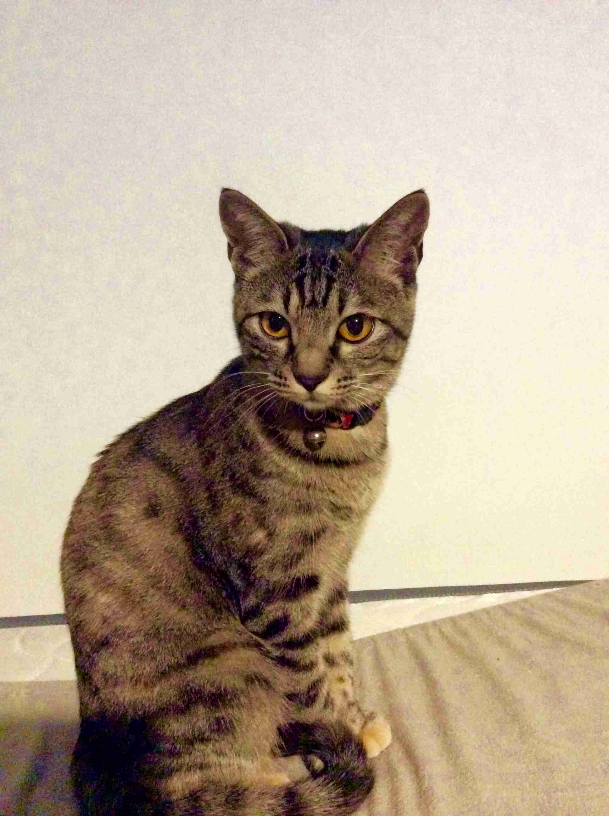 キジトラ好きの人〜！！