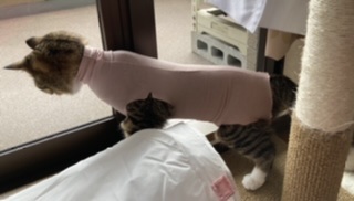 キジトラ好きの人〜！！