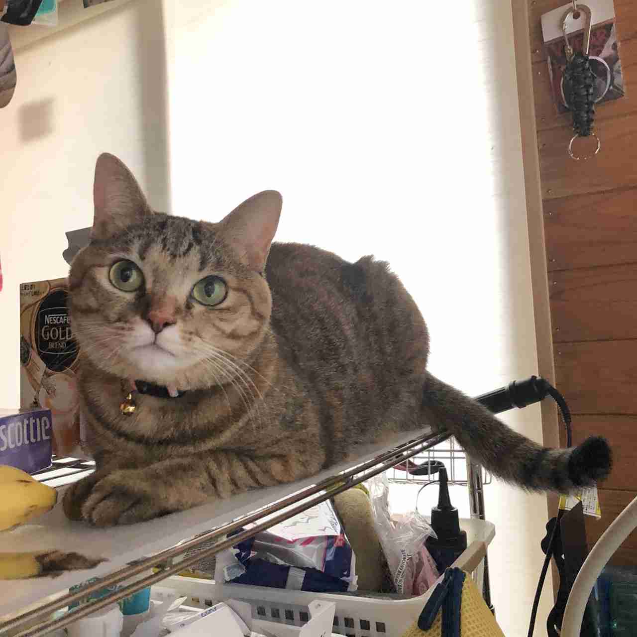 キジトラ好きの人〜！！