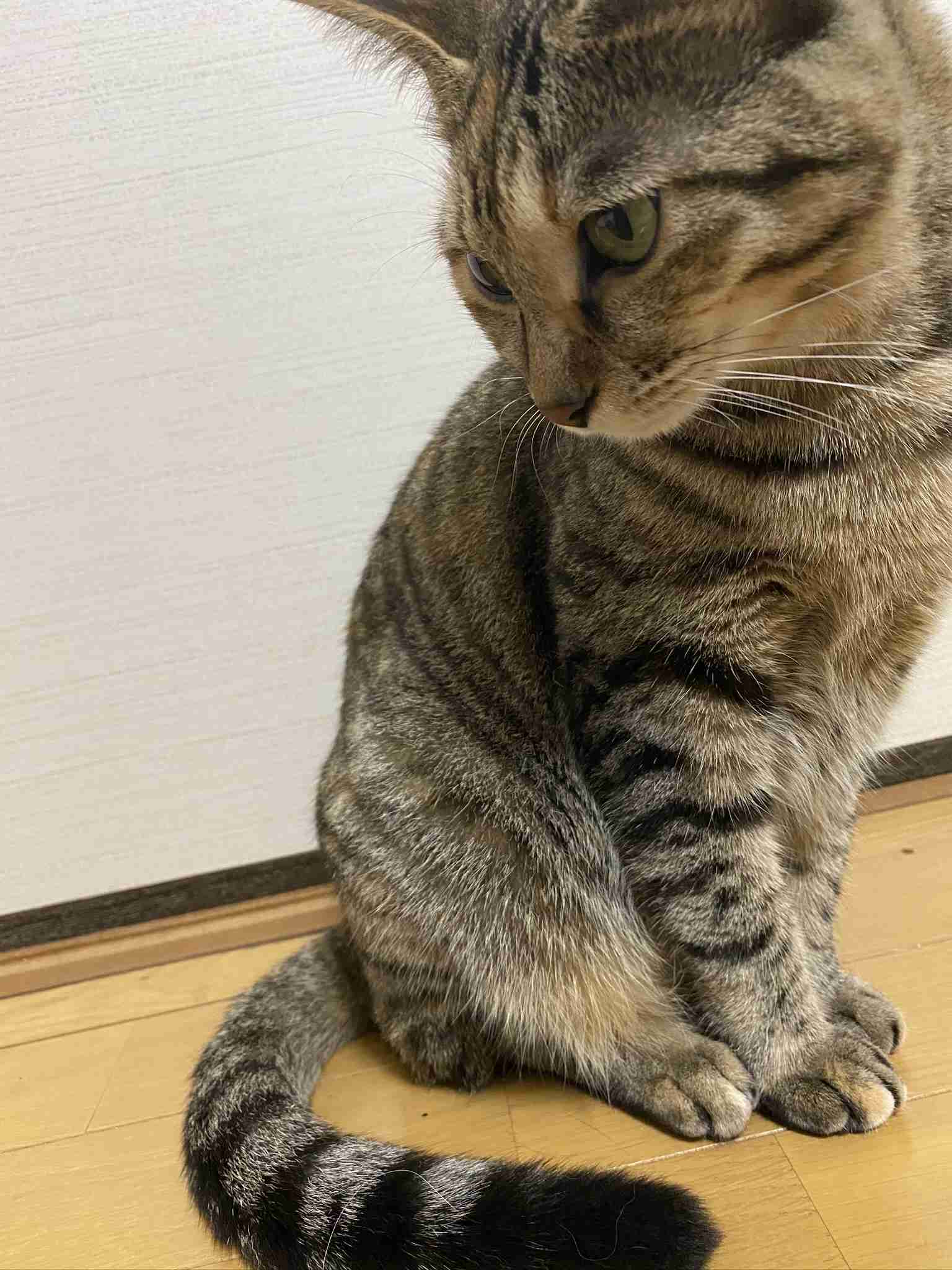 キジトラ好きの人〜！！