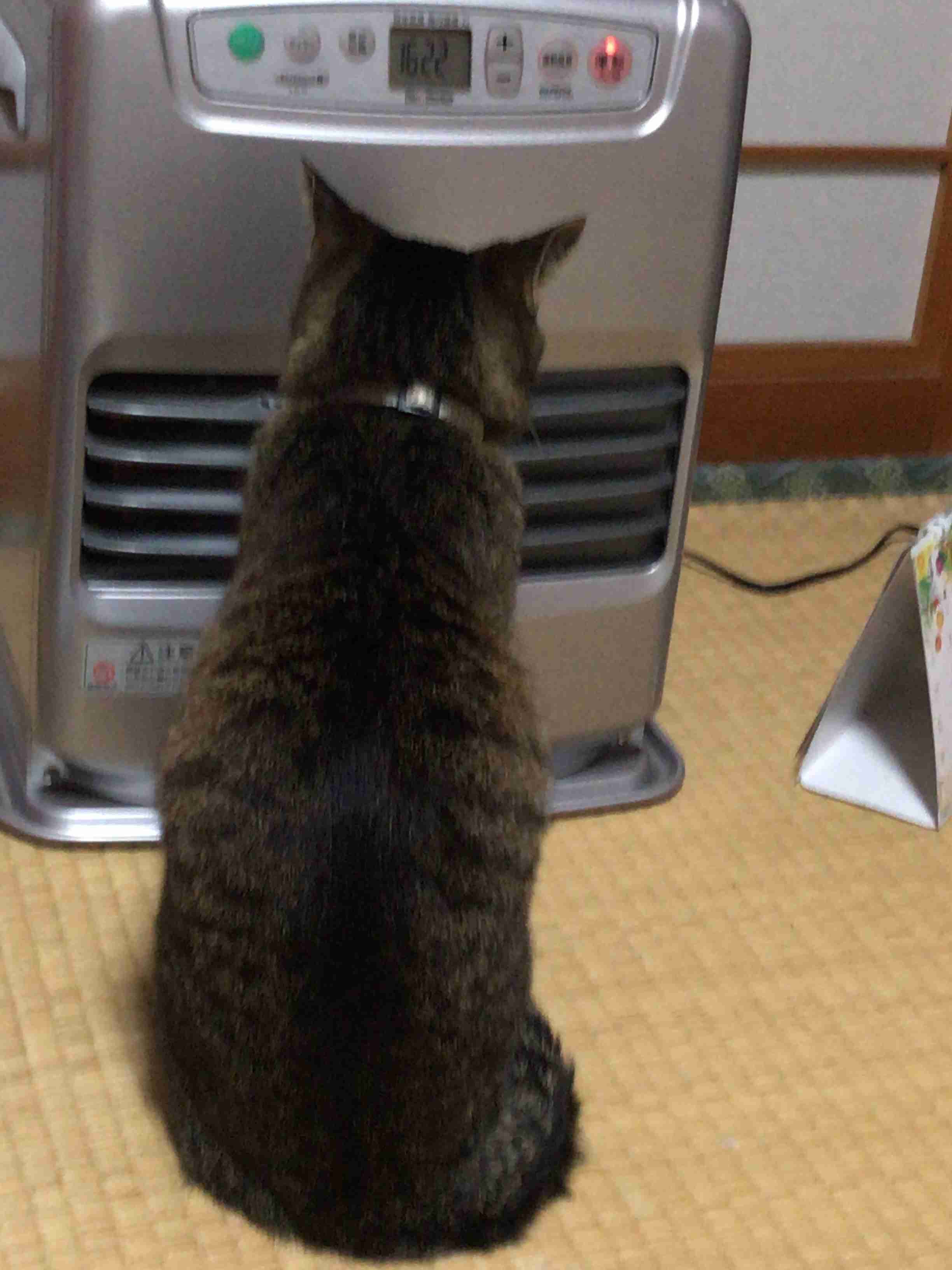 キジトラ好きの人〜！！