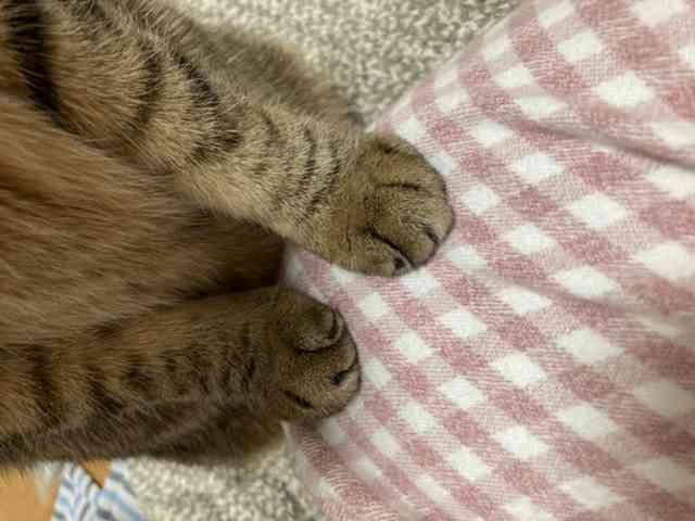 キジトラ好きの人〜！！