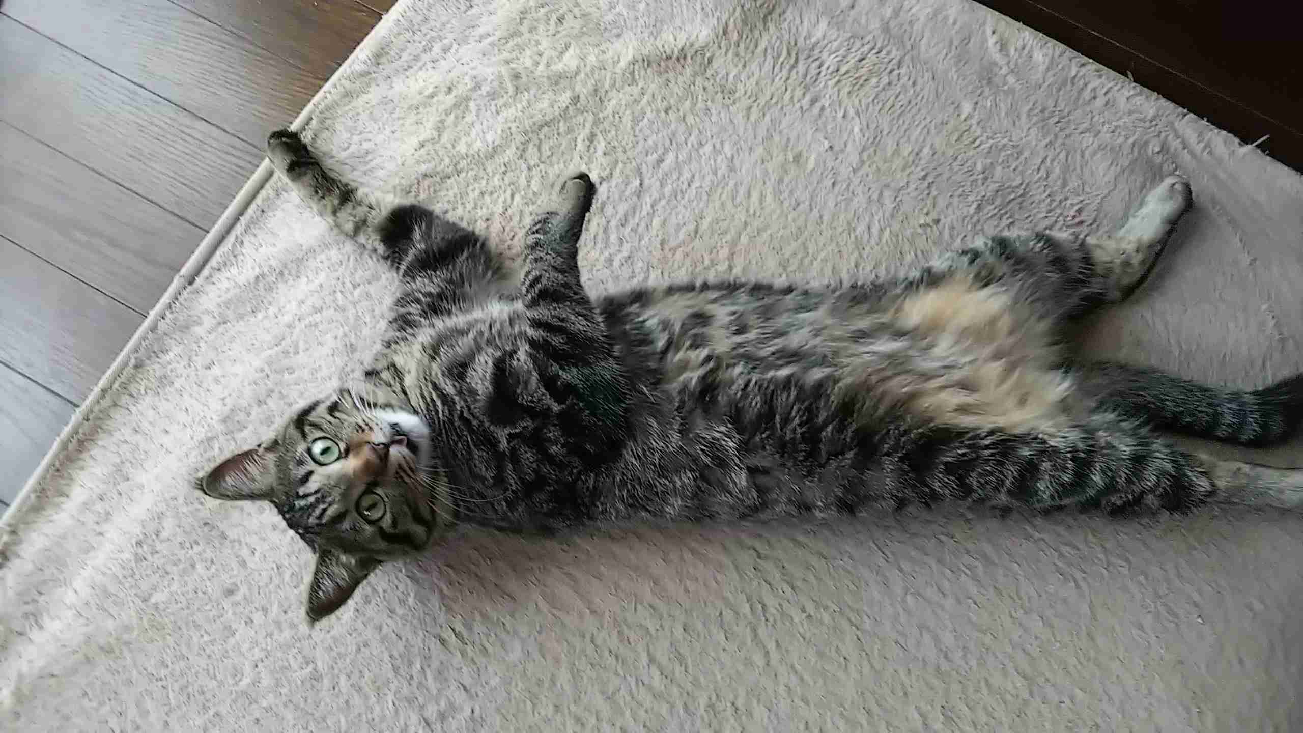 キジトラ好きの人〜！！