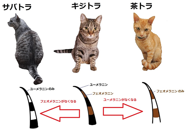 キジトラ好きの人〜！！