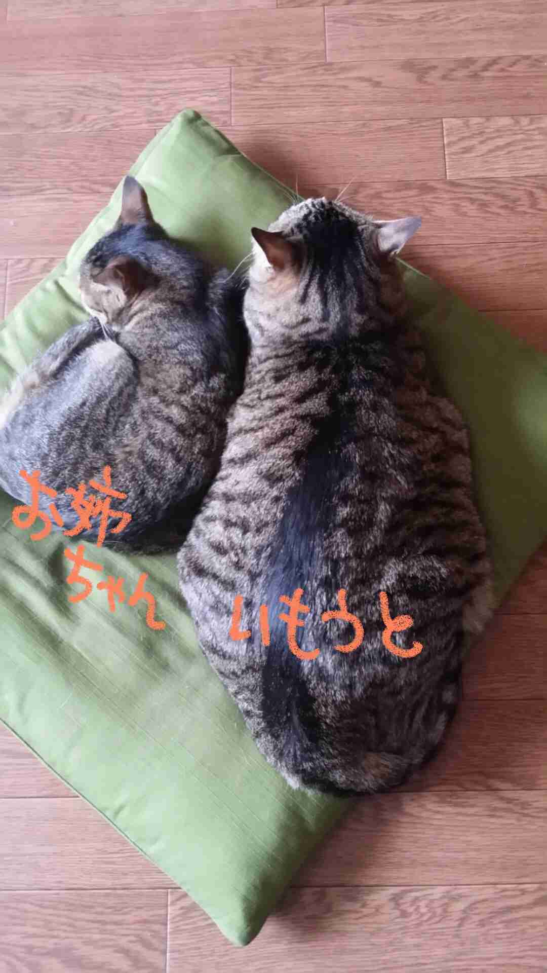 キジトラ好きの人〜！！