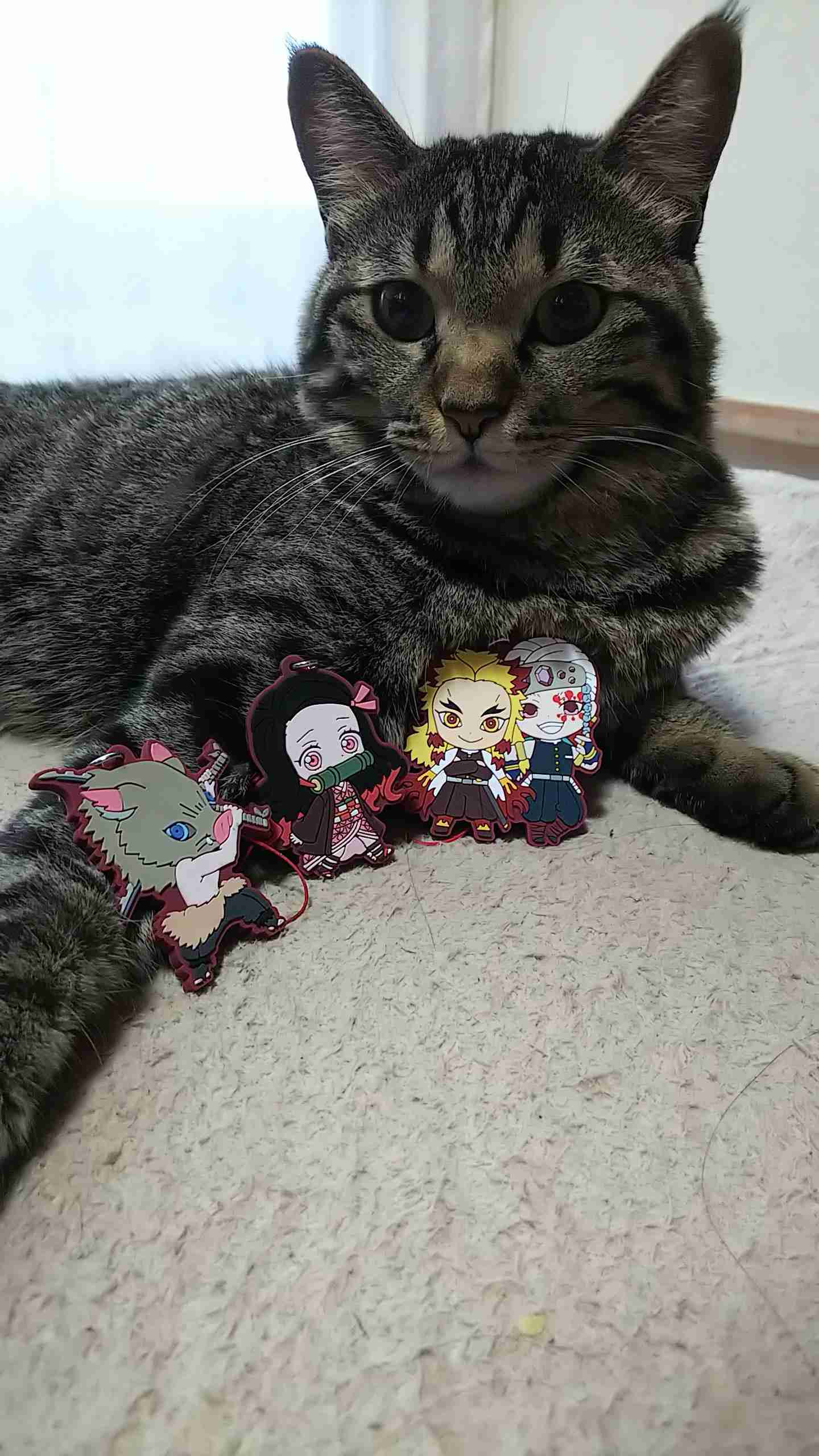 キジトラ好きの人〜！！