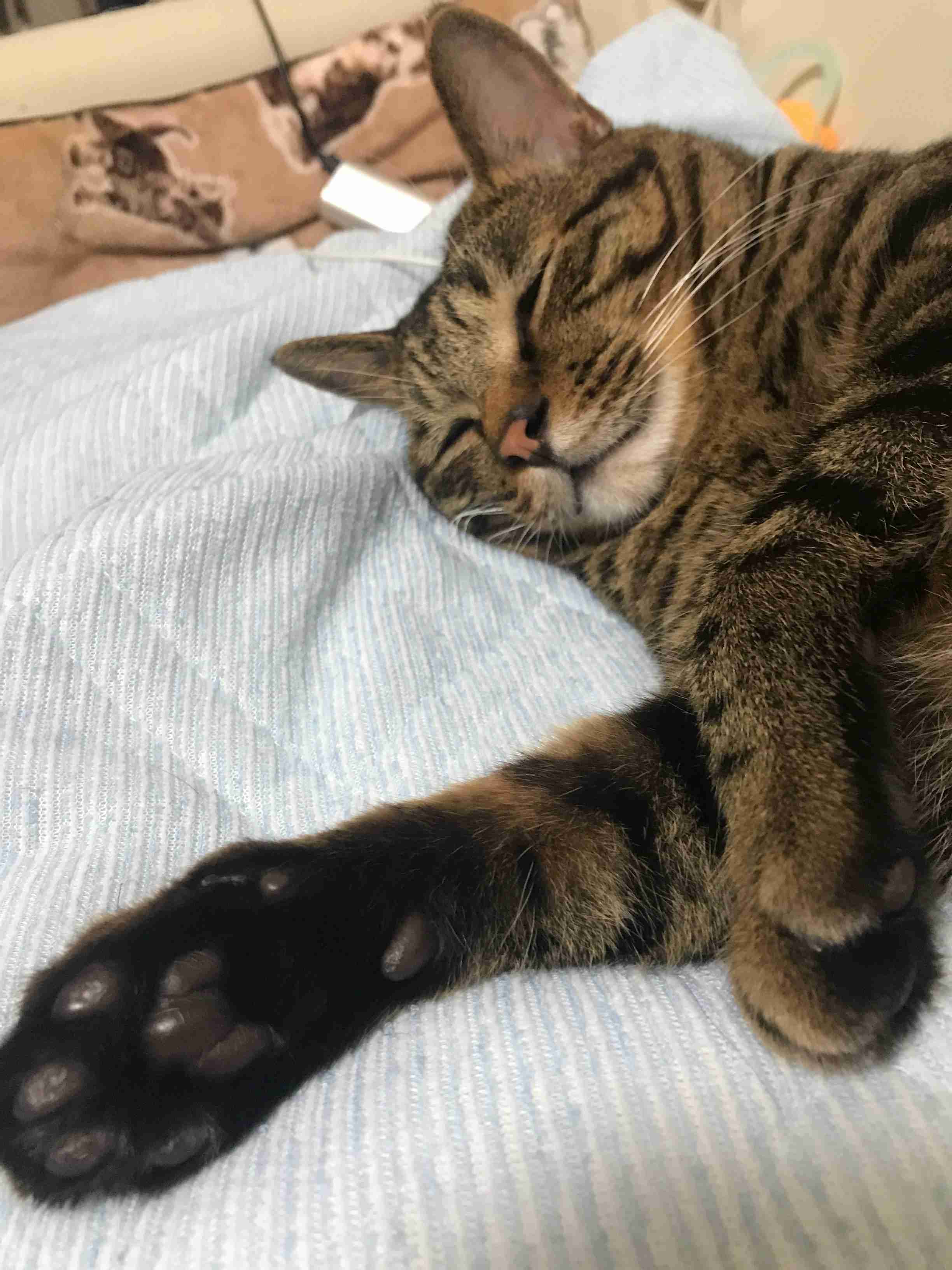 キジトラ好きの人〜！！