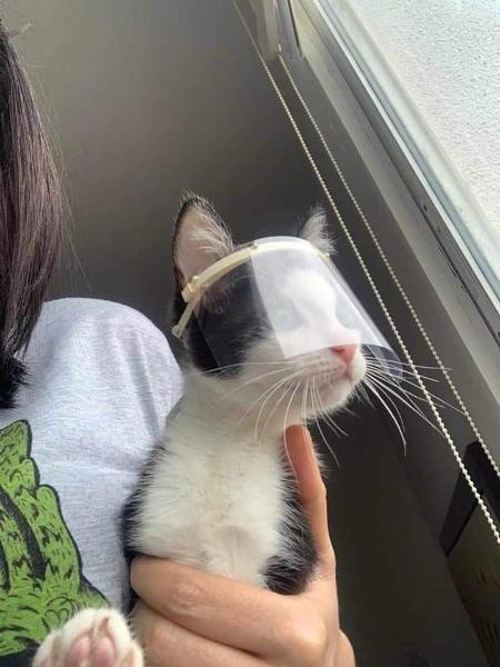 深田恭子　あざと可愛い「猫耳フェイスシールド姿」の存在感