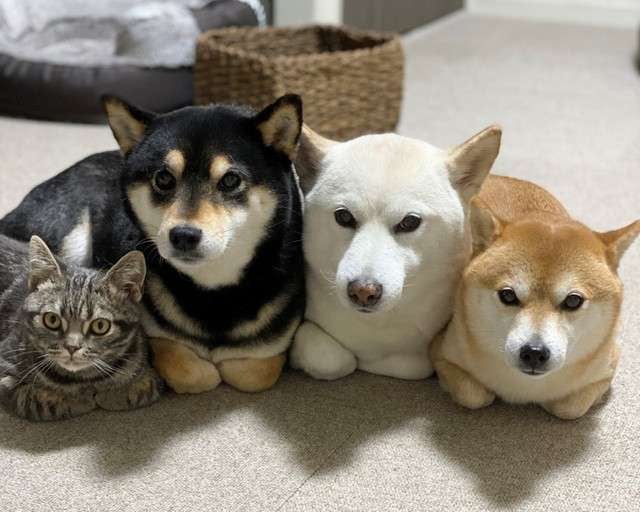 犬派?猫派?