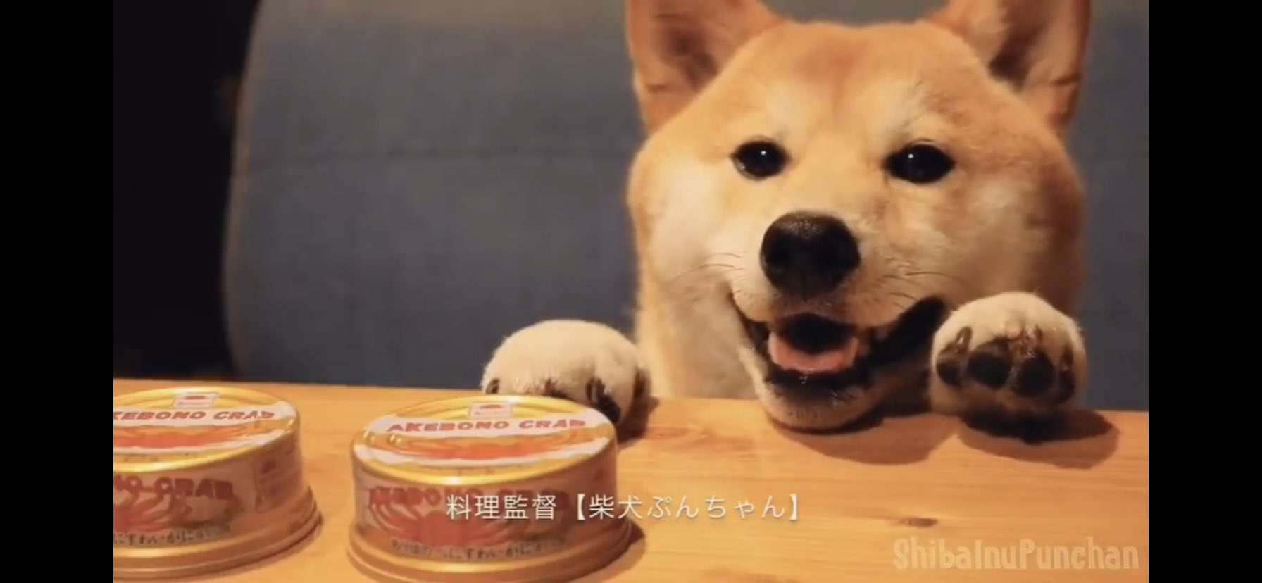 ペットのご飯手作り派の人