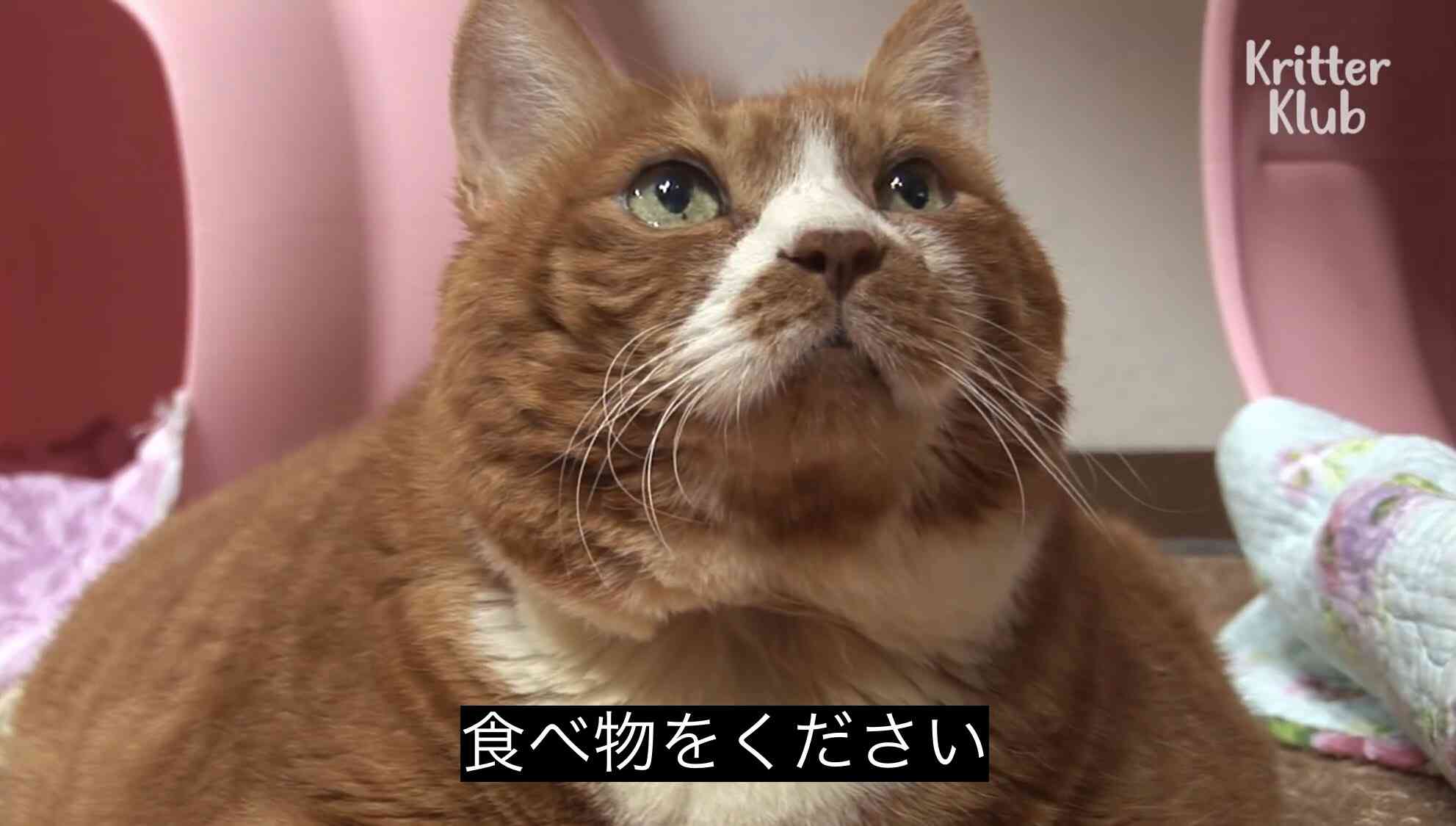 これぞチーズケーキという味わいのハーゲンダッツ「ストロベリーチーズケーキ」