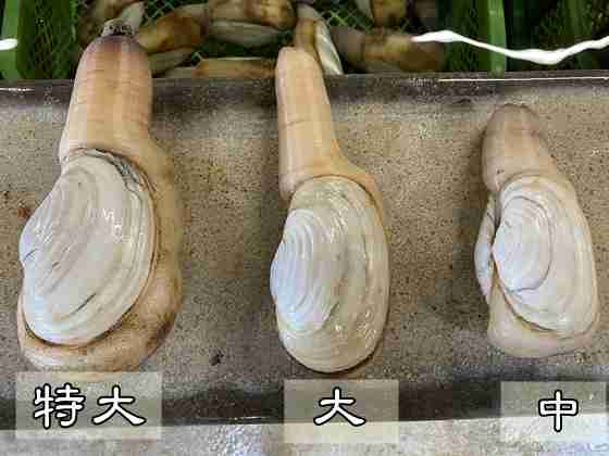 ガルちゃんで画像（サイト）を貼り付ける方法＆練習Part28