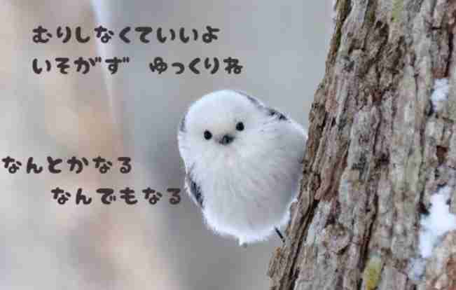 ガルちゃんで画像（サイト）を貼り付ける方法＆練習Part28