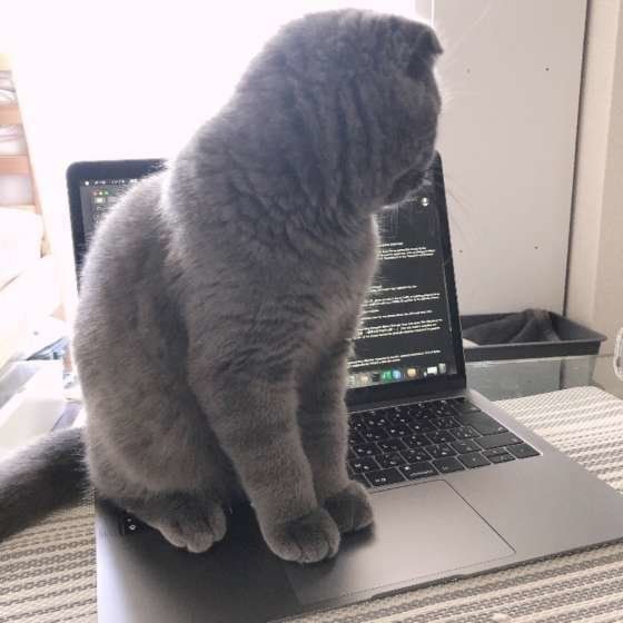 在宅ワークの方、ペットがいても集中できますか？
