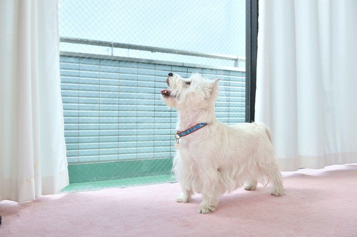 在宅ワークの方、ペットがいても集中できますか？