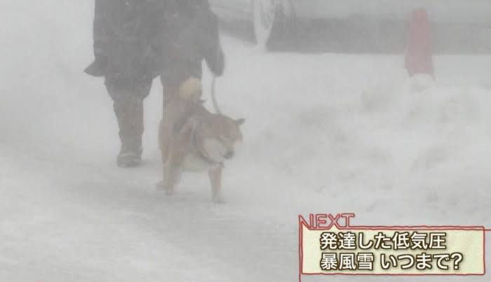 【犬】冬の散歩が地味に辛い