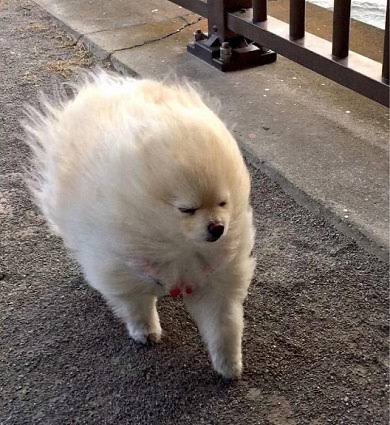 【犬】冬の散歩が地味に辛い