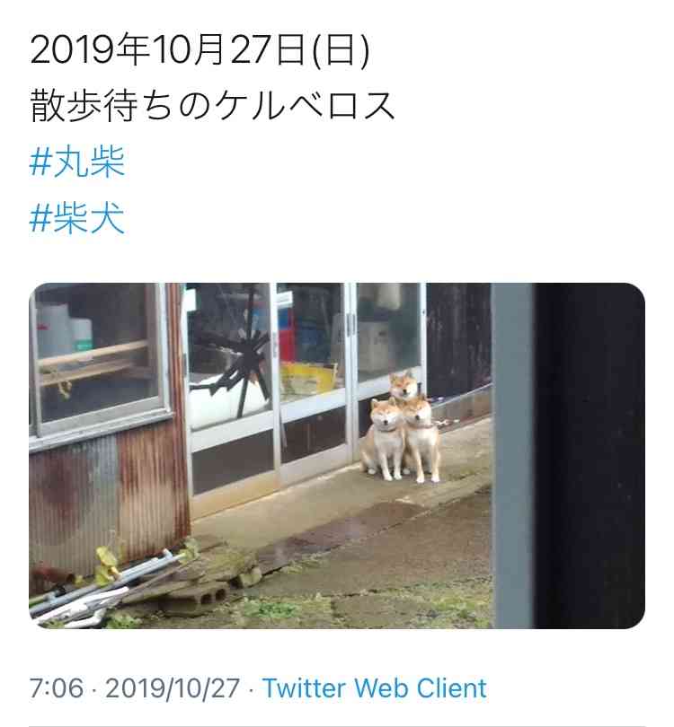【犬】冬の散歩が地味に辛い