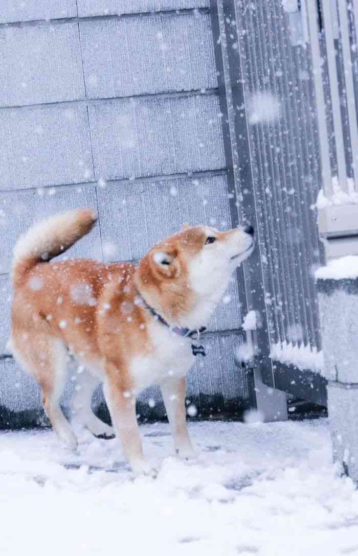 【犬】冬の散歩が地味に辛い