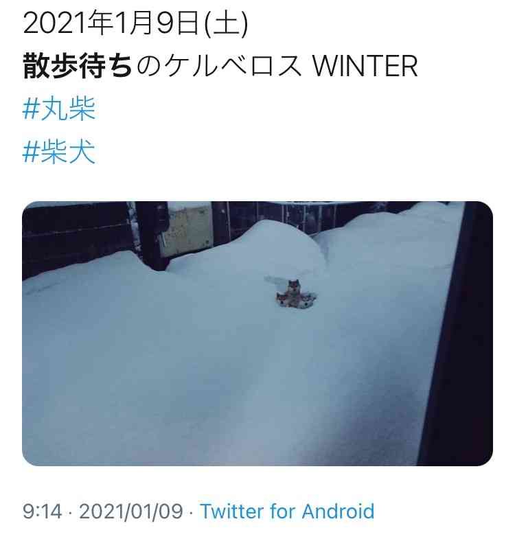 【犬】冬の散歩が地味に辛い