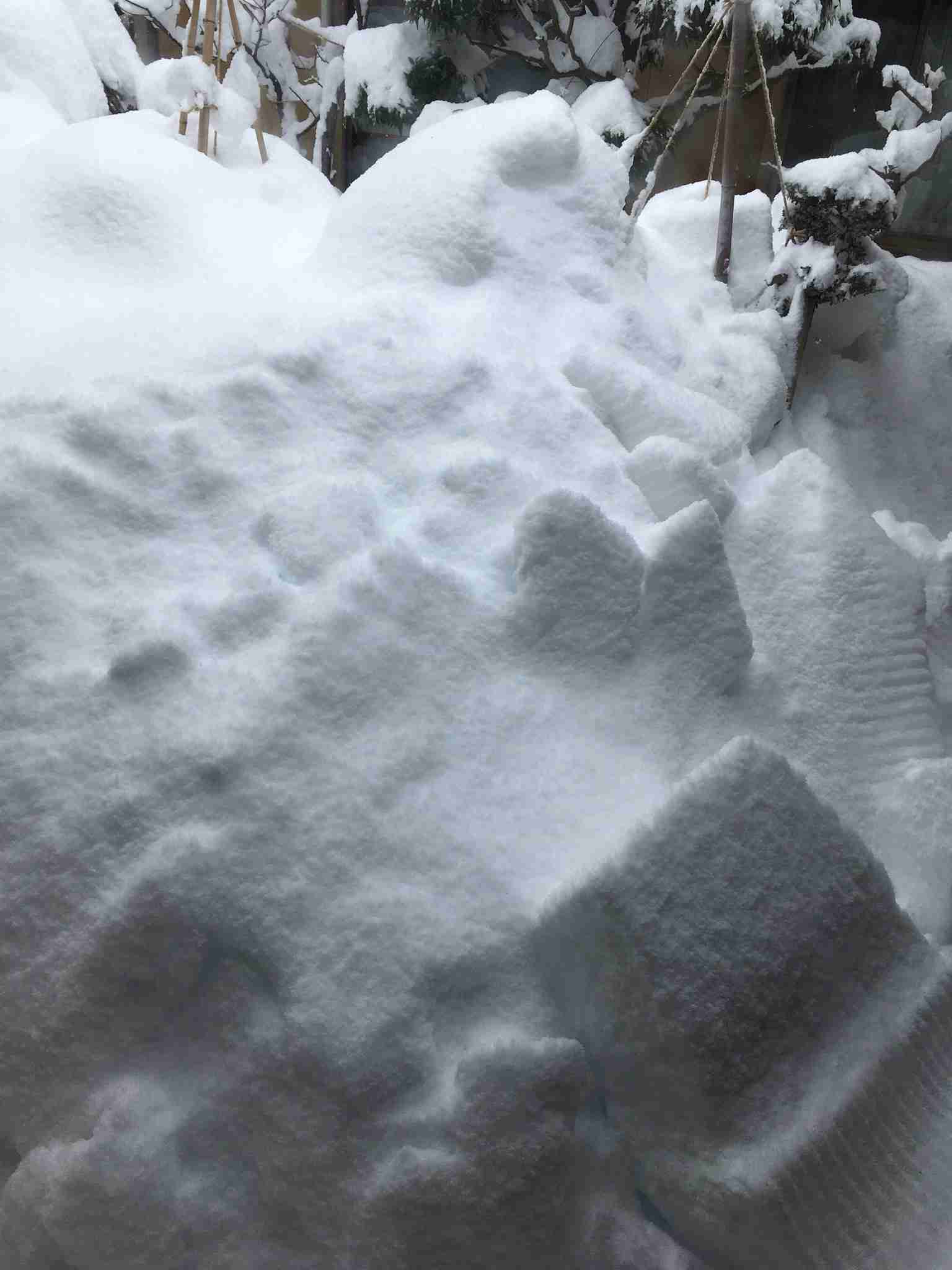 【犬】冬の散歩が地味に辛い