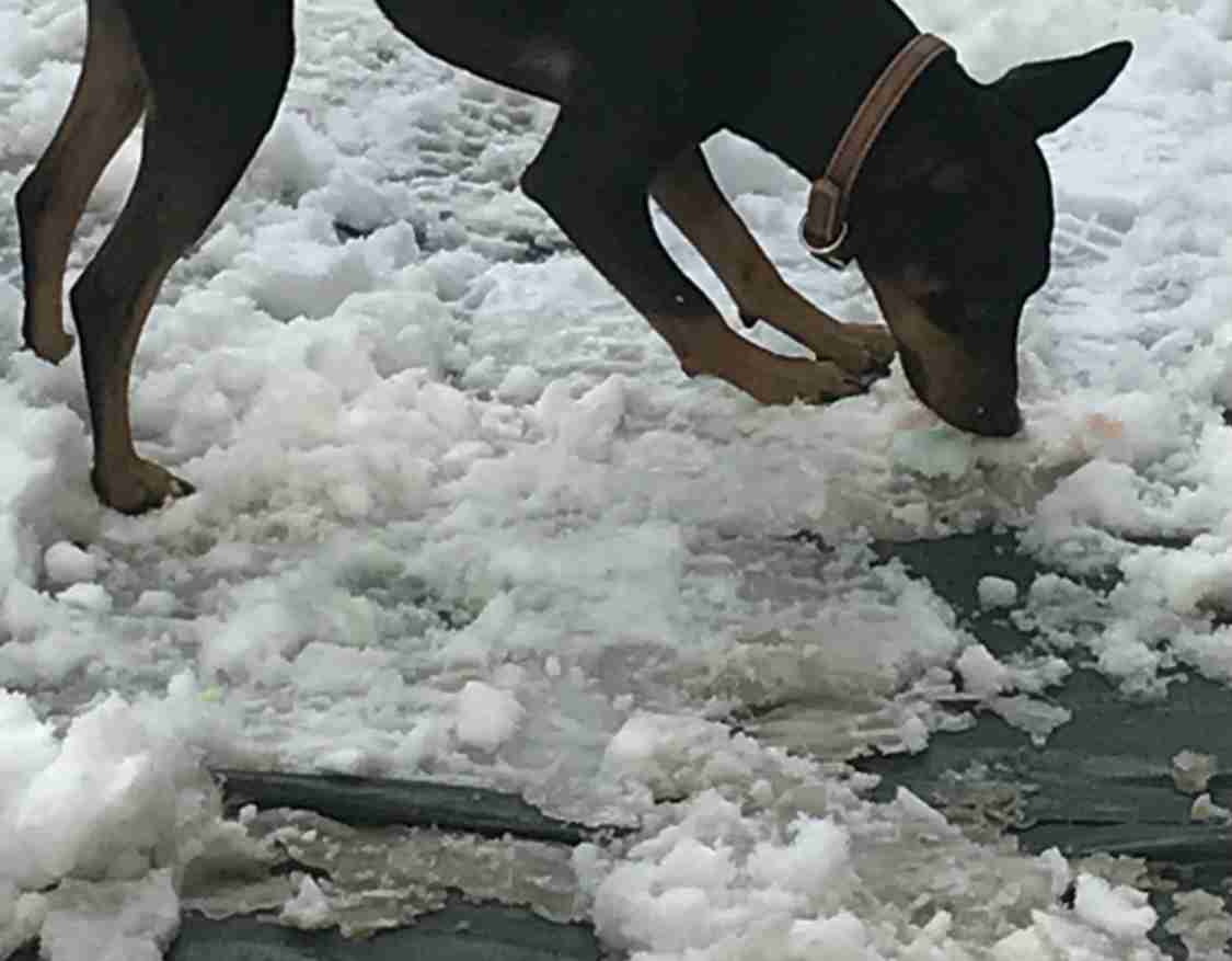 【犬】冬の散歩が地味に辛い