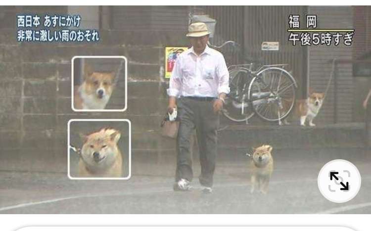 【犬】冬の散歩が地味に辛い