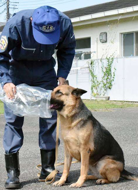 枕カバーのにおい、たどって行方不明者を発見…警察犬と指導手に感謝状