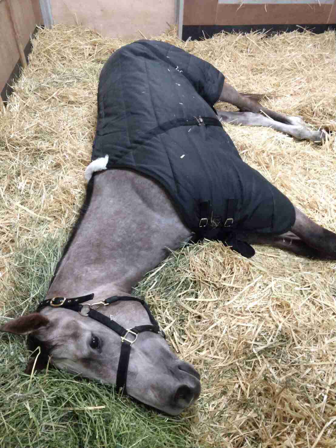 有馬記念2020