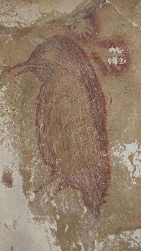 「世界最古」4万5500年前のイノシシ壁画 インドネシアで発見