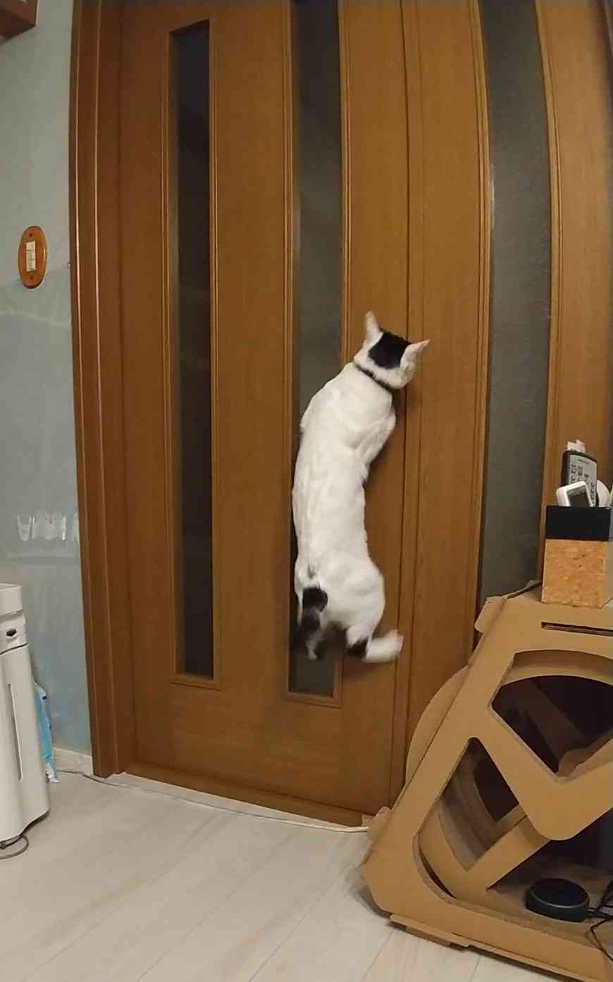 ペットに一つだけお願いしたい事