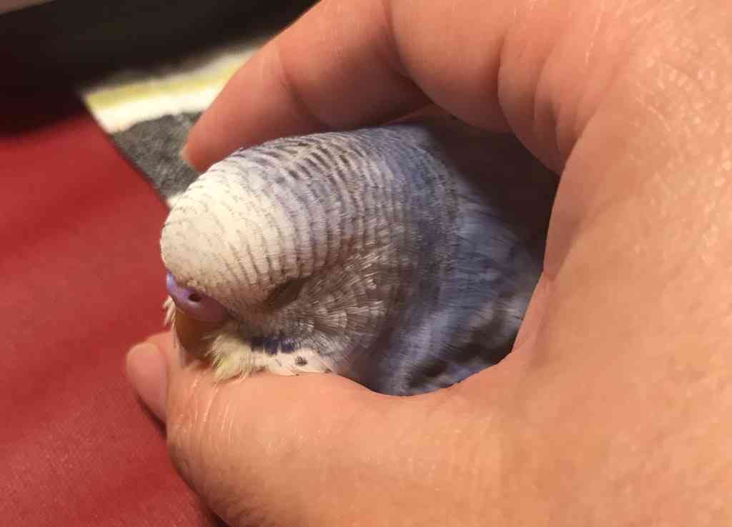 ペットに一つだけお願いしたい事