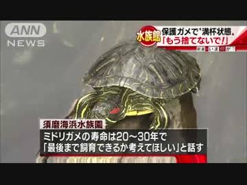 池でワニガメ捕獲 無許可で飼育後に捨てられたか 「見つけても近づかないで」 名古屋