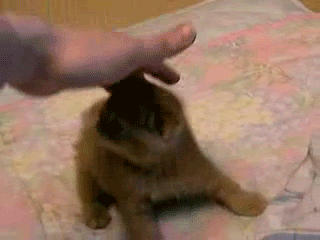 はしゃいでる動物たち