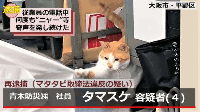 はしゃいでる動物たち